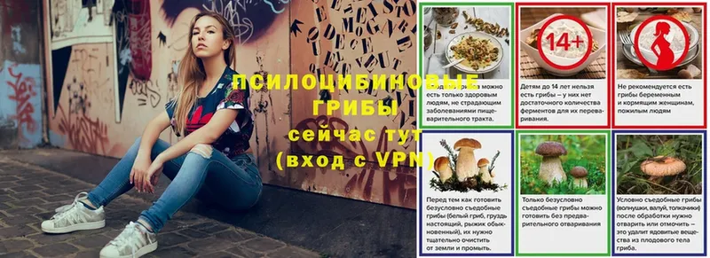 где купить   Муром  Псилоцибиновые грибы Psilocybe 